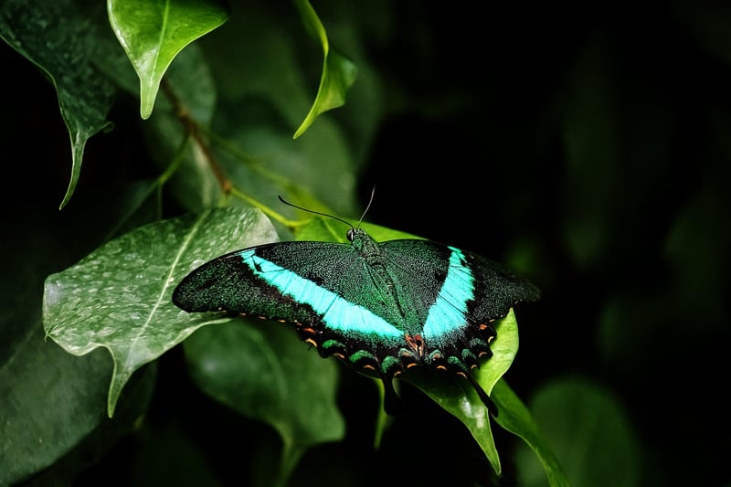 Plants with pest control