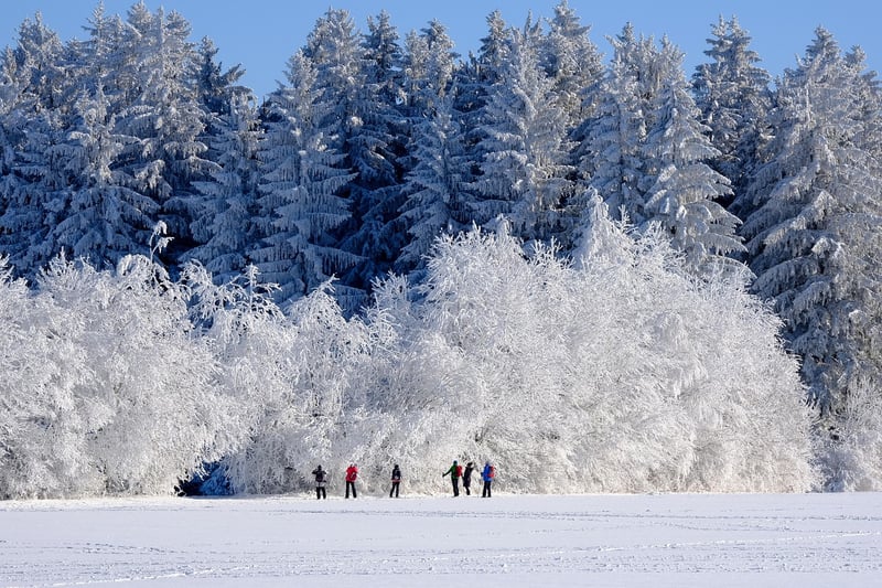 Winter Plants